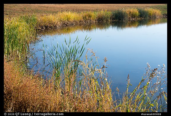 Shoreline, Wahluke Ponds, Hanford Reach National Monument. Washington (color)