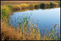 Shoreline, Wahluke Ponds, Hanford Reach National Monument. Washington ( color)