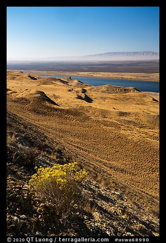 Rabbitbrush in bloom and Columbia River, Hanford Reach National Monument. Washington (color)