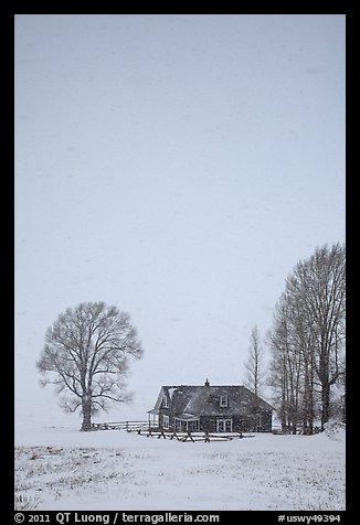 Historic house and bare trees in snow blizzard. Jackson, Wyoming, USA