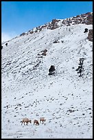 Bighorn sheep family on snowy slope. Jackson, Wyoming, USA (color)
