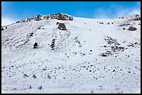 Snowy hill and bighorn sheep, National Elk Refuge. Jackson, Wyoming, USA (color)