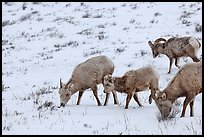 Group of Bighorn sheep in winter. Jackson, Wyoming, USA