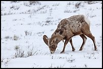 Bighorn sheep grazing on snow-covered slope. Jackson, Wyoming, USA (color)