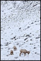 Family of Bighorn sheep, winter snow. Jackson, Wyoming, USA (color)