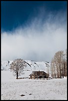 Historic house and bare cottonwoods in winter. Jackson, Wyoming, USA (color)