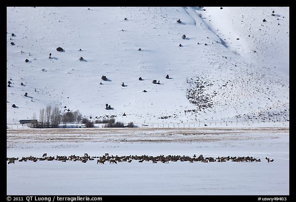 Large elk herd in the distance, National Elk Refuge. Jackson, Wyoming, USA (color)