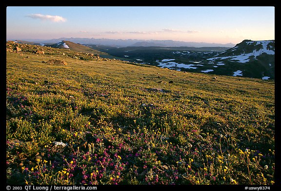 Carpet of alpine flowers, Beartooth Mountains, Shoshone National Forest. Wyoming, USA