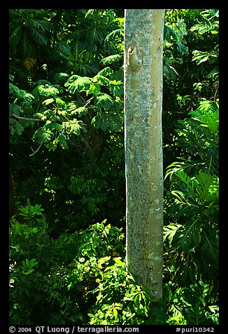 Tropical tree trunk, El Yunque, Carribean National Forest. Puerto Rico (color)