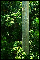 Tropical tree trunk, El Yunque, Carribean National Forest. Puerto Rico (color)