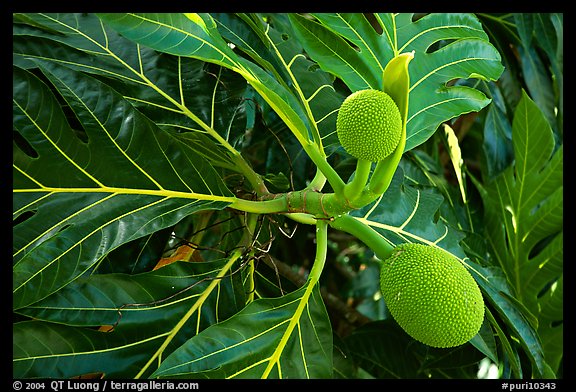 Tropical fruit and large leaves, El Yunque, Carribean National Forest. Puerto Rico
