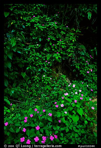 Flowers in rain forest undercanopy, El Yunque, Carribean National Forest. Puerto Rico (color)