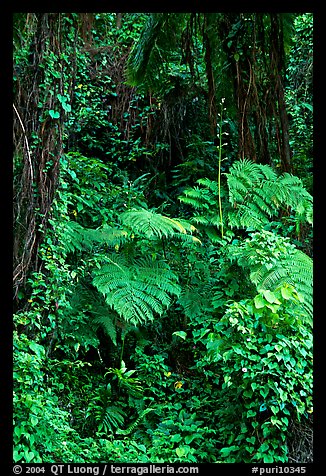 Ferns in rain forest undercanopy, El Yunque, Carribean National Forest. Puerto Rico