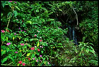 Pictures of Puerto Rico Forests