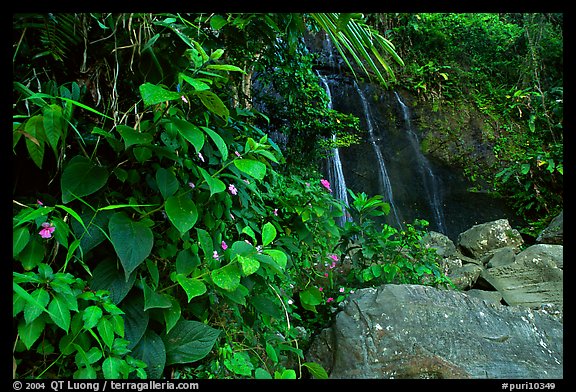 Waterfall in rain forest, El Yunque, Carribean National Forest. Puerto Rico (color)