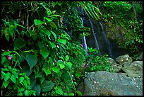 Waterfall in rain forest, El Yunque, Carribean National Forest. Puerto Rico (color)