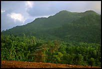 Forest-covered hill. Puerto Rico ( color)