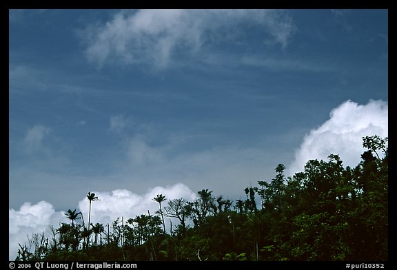 Clouds and trees. Puerto Rico (color)