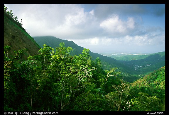 Tropical forest and hills. Puerto Rico (color)