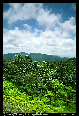 Hills covered with tropical forest. Puerto Rico