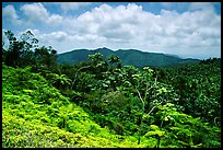 Tropical forest on hill. Puerto Rico ( color)