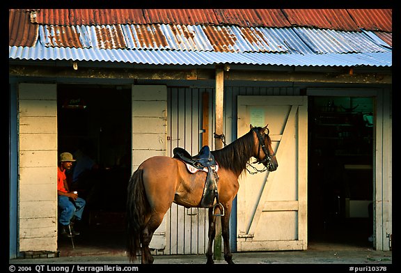 Man sitting inside a bar with a horse parked outside, North East coast. Puerto Rico (color)