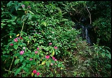 Flowers, lush foliage, and waterfall in rain forest, El Yunque, Carribean National Forest. Puerto Rico ( color)