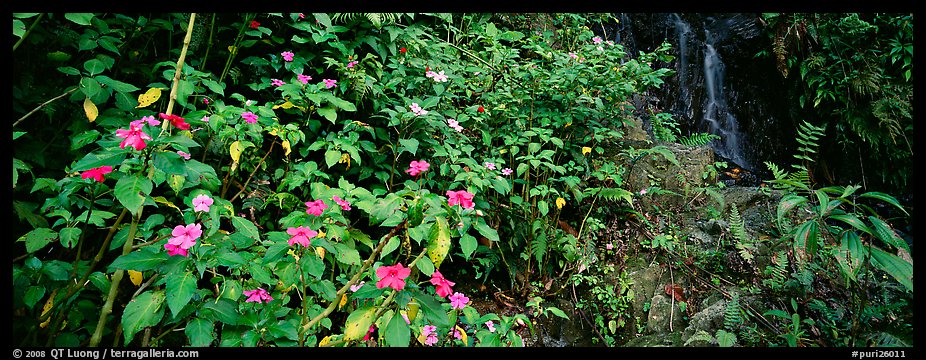 Tropical forest scenery with flowers and waterfall. Puerto Rico (color)