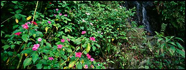 Tropical forest scenery with flowers and waterfall. Puerto Rico (Panoramic color)