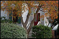 Tree in fall color and house. Montgomery, Alabama, USA (color)