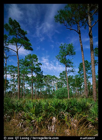 Palmeto and tall pine trees, Corkscrew Swamp. USA (color)