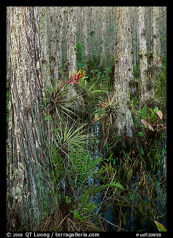 Bromeliads in cypress swamp, Corkscrew Swamp. USA (color)