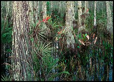 Swamp with cypress and bromeliad flowers, Corkscrew Swamp. Corkscrew Swamp, Florida, USA