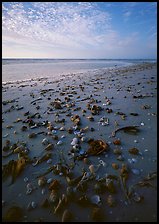 Shells washed-up on shore, Sanibel Island. Florida, USA