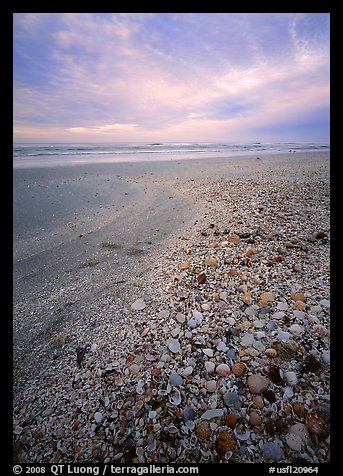 Beach covered with sea shells, sunrise, Sanibel Island. Florida, USA