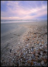 Beach covered with sea shells, sunrise, Sanibel Island. Florida, USA ( color)