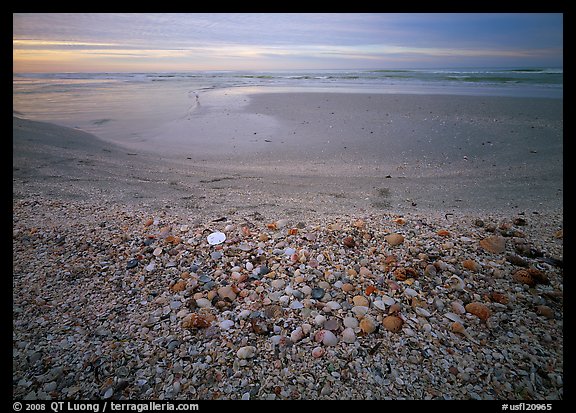 Beach covered with sea shells, sand dollar, shore bird, sunrise, Sanibel Island. Florida, USA