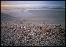 Beach covered with sea shells, sand dollar, shore bird, sunrise, Sanibel Island. Florida, USA ( color)