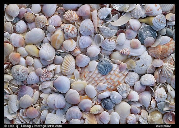 Close-up of shells with pastel colors, Sanibel Island. Florida, USA (color)