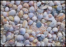 Close-up of shells with pastel colors, Sanibel Island. Florida, USA ( color)