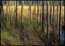 Grasses and trees at edge of swamp, Corkscrew Swamp. Corkscrew Swamp, Florida, USA (color)