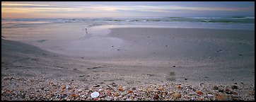 Beach seascape with seashells, dawn, Sanibel Island. Florida, USA (Panoramic color)