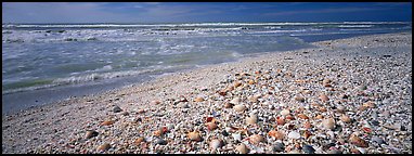 Shell-covered beach, Sanibel Island. Florida, USA (Panoramic color)