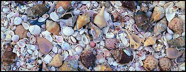 Beach close-up with seashells, Sanibel Island. Florida, USA (Panoramic color)