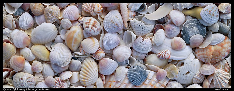 Sea shell carpet close-up, Sanibel Island. Florida, USA (color)