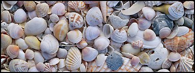 Sea shell carpet close-up, Sanibel Island. Florida, USA (Panoramic color)