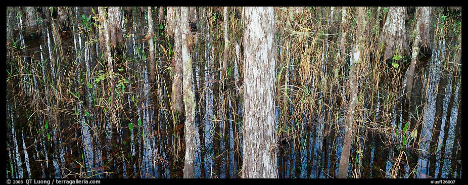 Swamp scenery with cypress. Corkscrew Swamp, Florida, USA (color)