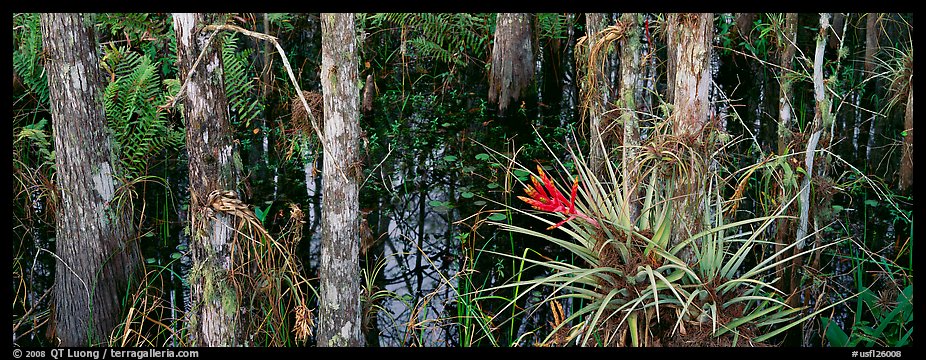 Bromeliad in swamp landscape. Corkscrew Swamp, Florida, USA