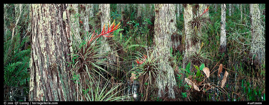 Swamp landscape with flowers. Corkscrew Swamp, Florida, USA (color)