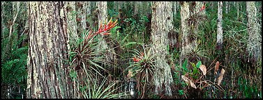 Swamp landscape with flowers. Corkscrew Swamp, Florida, USA